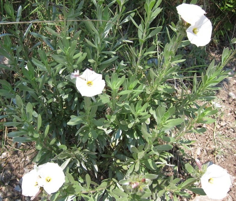 Convolvulus cneorum / Vilucchio turco